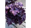 Гейхера Индиан Саммер Малберри  (Indian summer Mulberry) C1